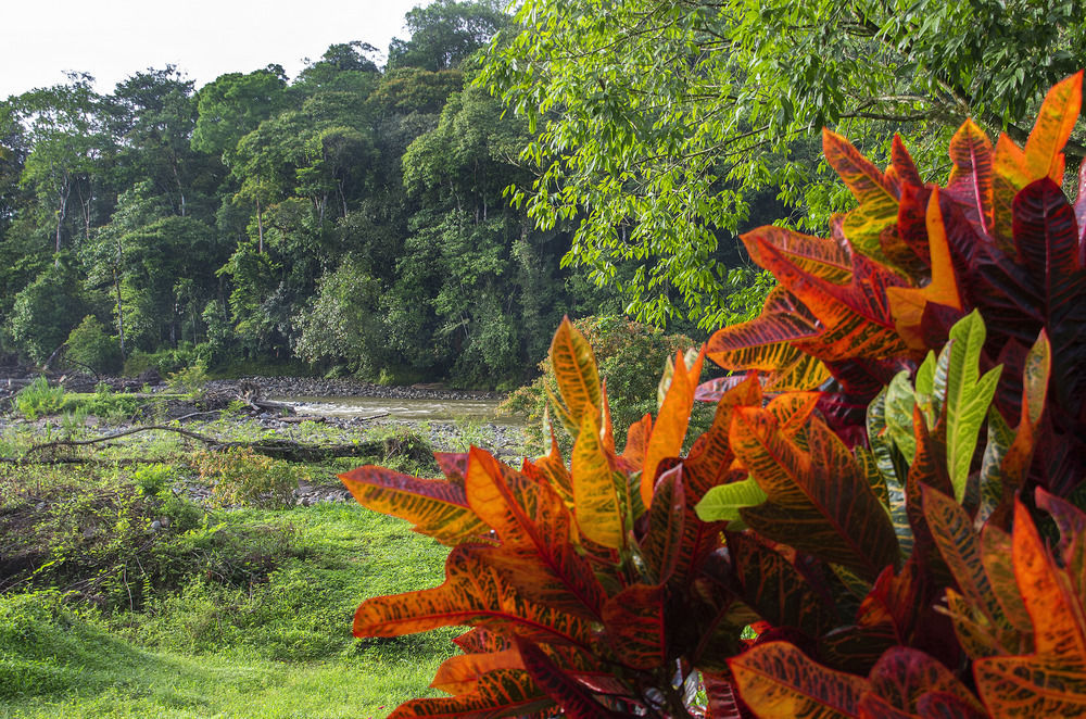 Selva Verde Lodge Sarapiquí Exteriör bild